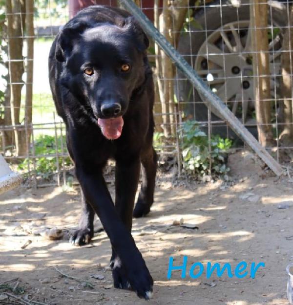 Homer, Cerca Adozione Con Urgenza - Carbonate (Co)